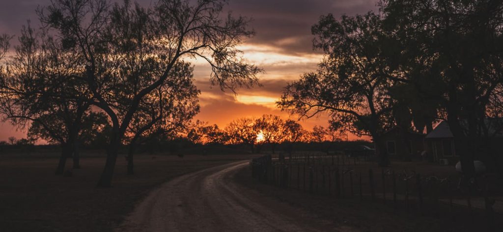 Sun coming through the trees at sundown.