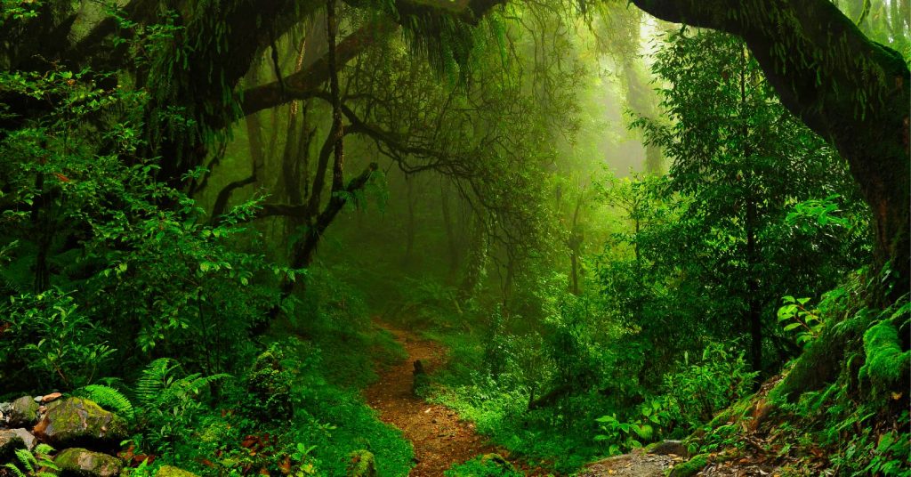 Amazon Jungle with Path
