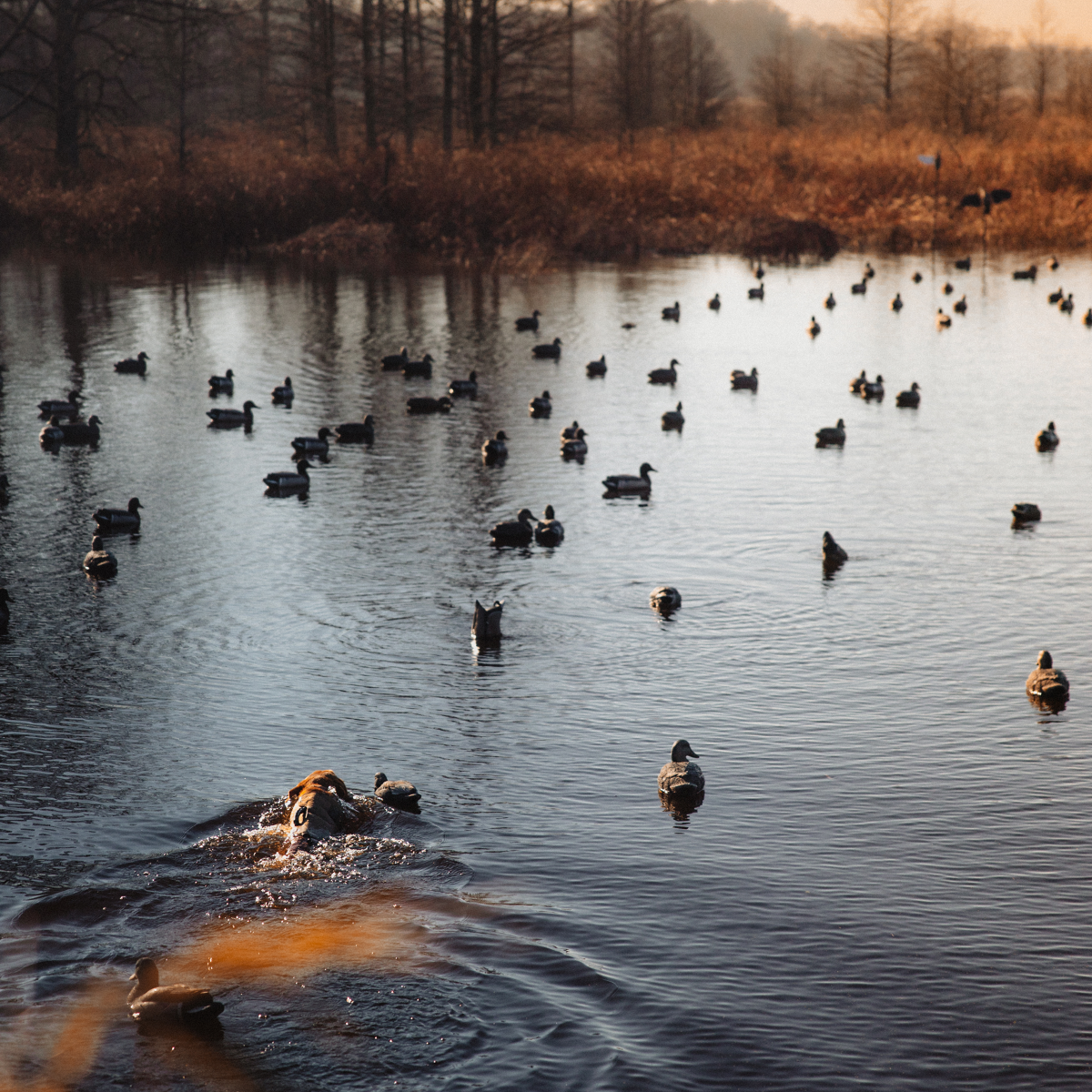 Firearms-Hunting_Analytics Dog swimming through decoys hunting