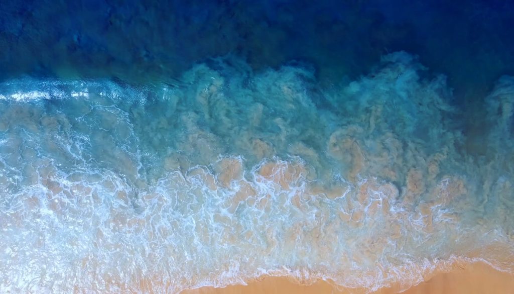 guy harvey
